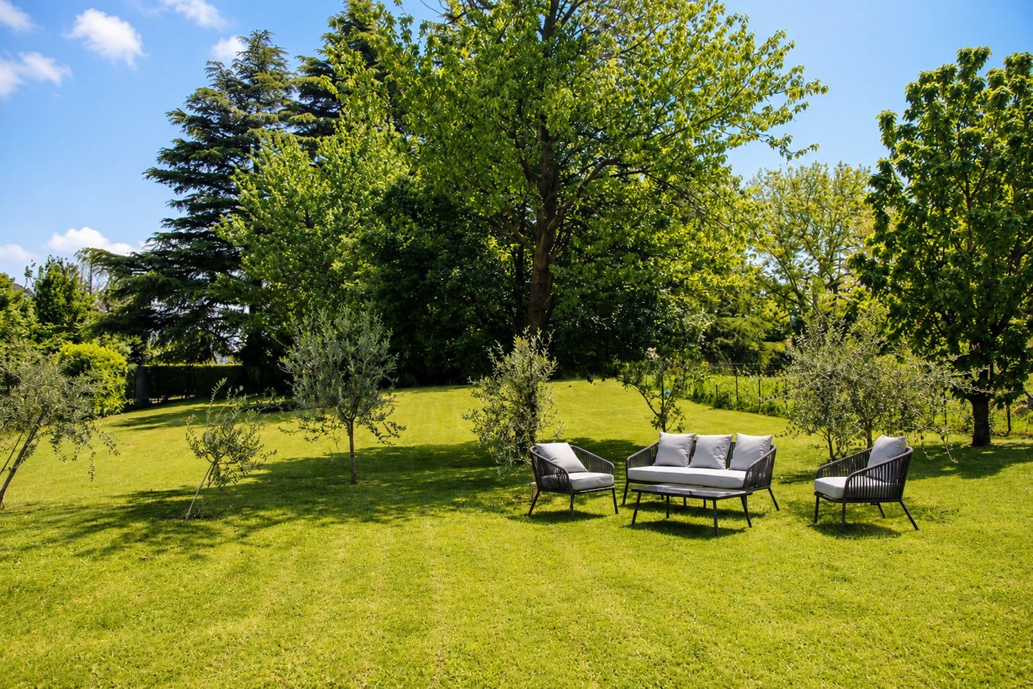 Garden with olive trees and lounge seating